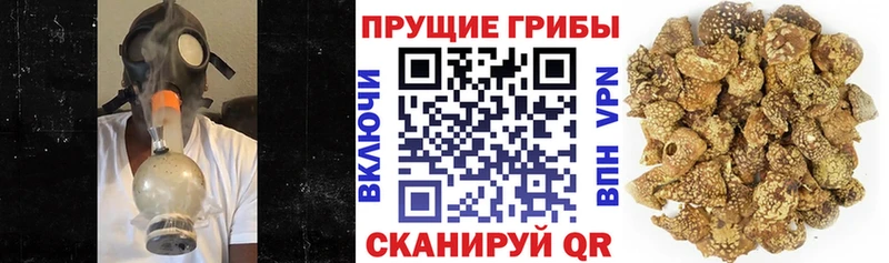 Галлюциногенные грибы Psilocybe Купить закладки Облучье